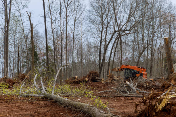 Best Tree Trimming and Pruning  in Bandon, OR